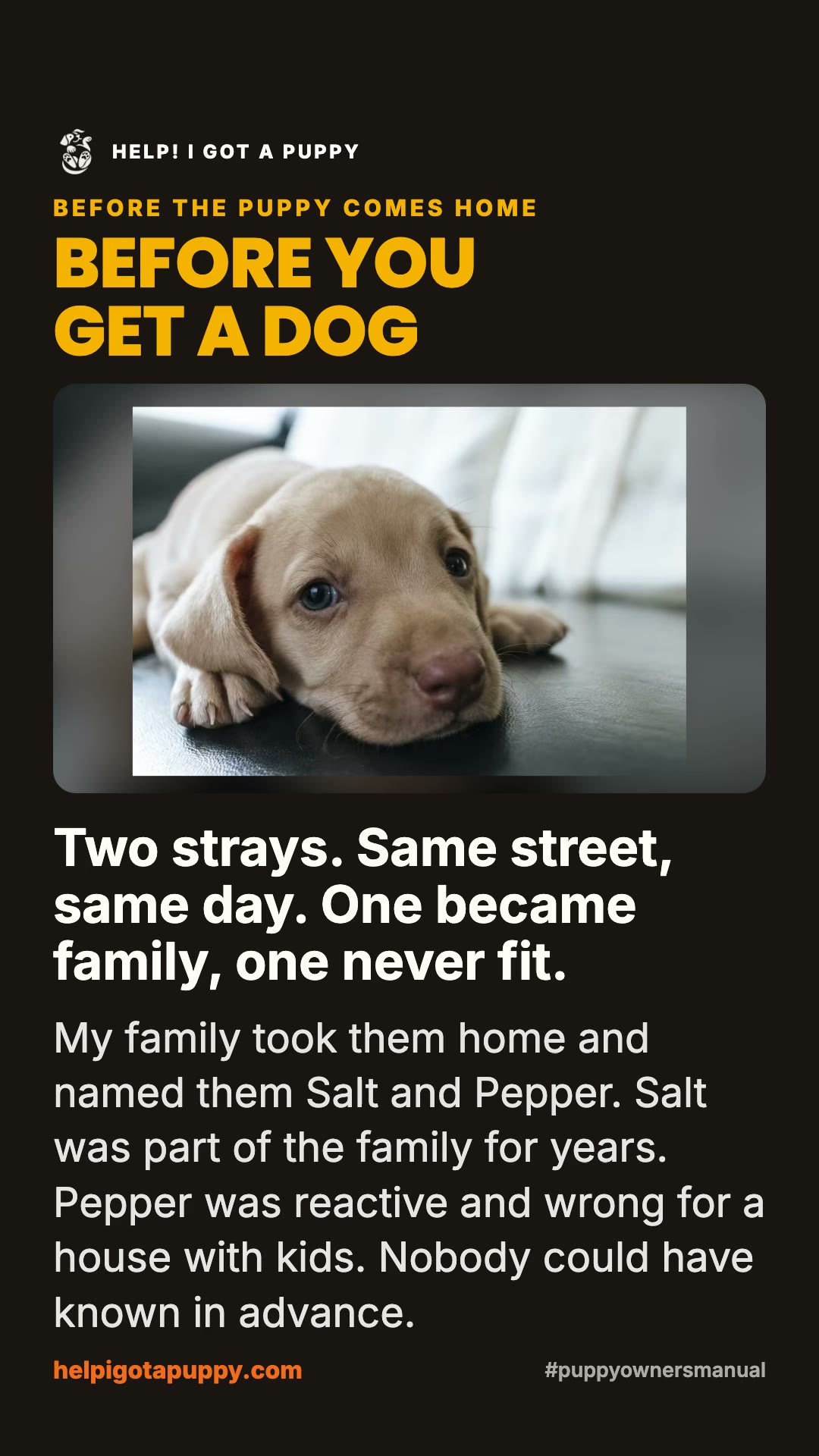 Before You Get a Dog